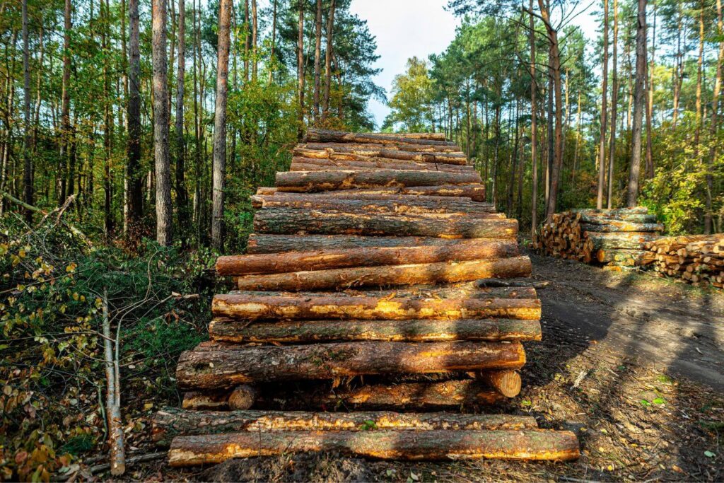 baeume gestapelt wald